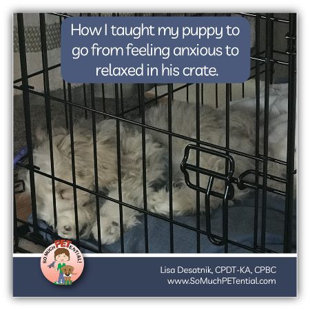 How I crate trained my maltipoo puppy, teaching him to go from being fearful to calm in his crate.