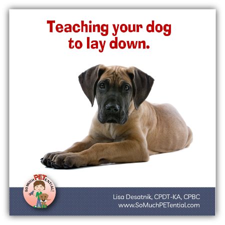 how to teach your dog to lay down