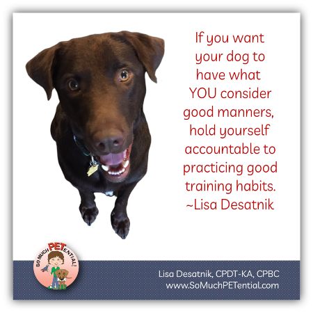A list of good dog training habits to build good dog manners