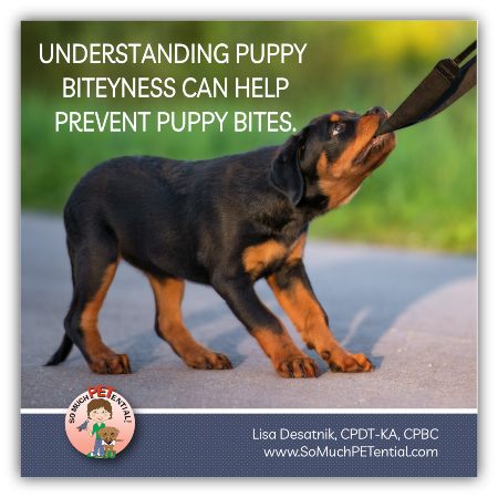 reasons why puppies bite and tips for stopping puppy biting