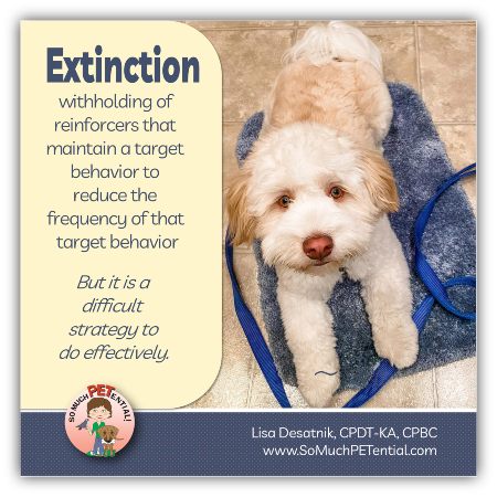 Using extinction in dog training: why just ignoring your dog won't solve your dog behavior issue