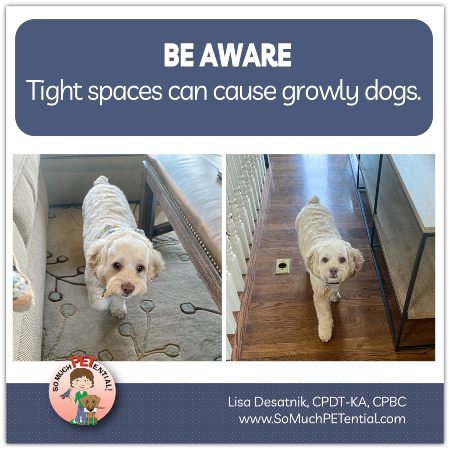 tight spaces can cause growly dogs