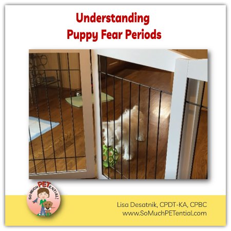 understanding puppy fear periods
