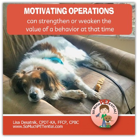motivating operations can help you be more successful in your dog training
