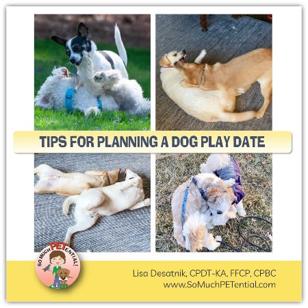 tips for planning a successful dog or puppy play date