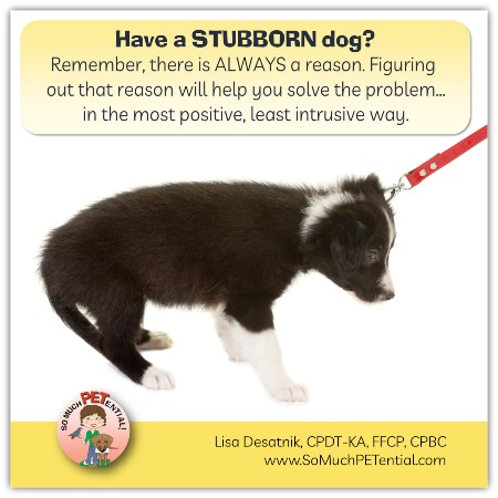 Reasons why you may have a stubborn dog.