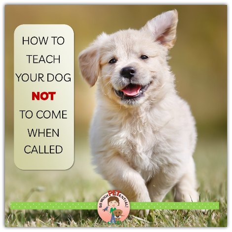 How to teach your dog not to come