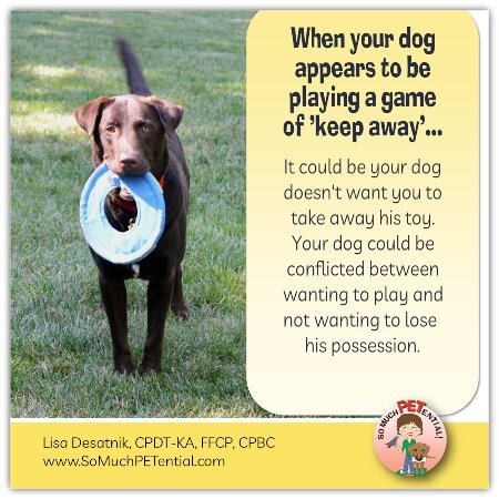 If your dog growls during play or plays keep away, what does that mean?