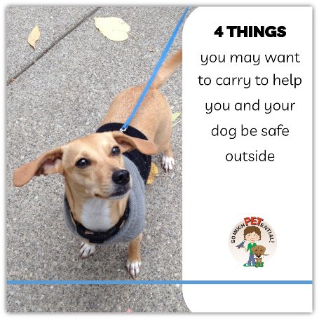 Dog Safety: Four Things To Bring On A Walk With Your Dog