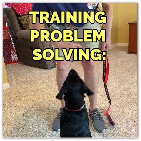 dog training problem solving: attaching the leash and collar