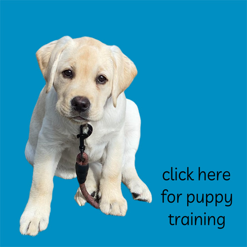 click here to learn more about puppy training by Lisa Desatnik of So Much PETential