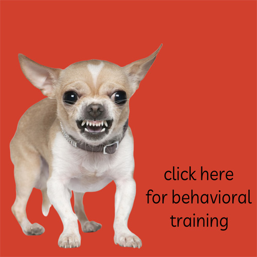 click here for dog training for behavior issues by Lisa Desatnik of So Much PETential
