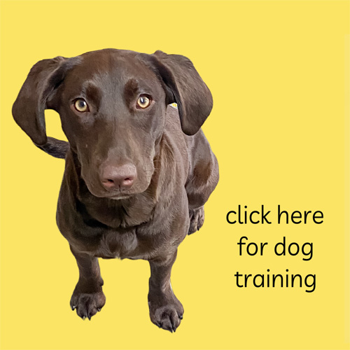 click here to learn more about dog training by Lisa Desatnik of So Much PETential