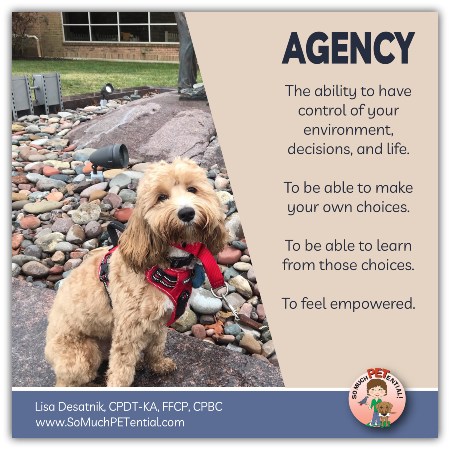 Agency is the ability to have control of your environment, decisions and life. Agency, choice and empowerment are important words when it comes to dog training (and other animal training) and animal welfare.