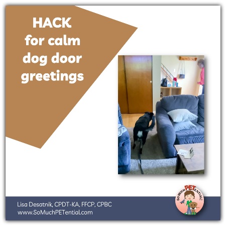 When it comes to your dog's calm door greeting manners, many wish their dog would stop jumping on guests and keep four paws on the ground. Here is a hack for calm dog greetings using a Kong dog toy.