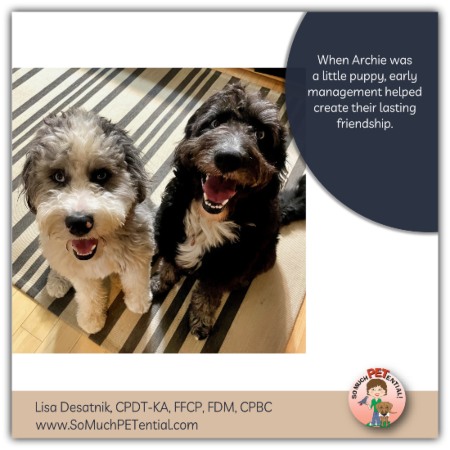 Why use good management when introducing your puppy to your dog? I am glad you asked! That can very well set the stage for your housemates’ future relationship. Let’s delve into this…with the story of my clients and their aussiedoodle dogs - Archie and Auggie.