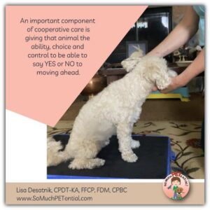 Training for Fear Free cooperative care pet handling involves teaching an animal to be an active participant in handling and other husbandry behaviors. An important component of cooperative care is giving that animal the ability, choice and control to be able to say YES or NO to moving ahead.