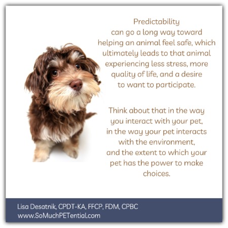 Predictability can go a long way toward helping an animal feel safe, which ultimately leads to that animal experiencing less stress, more quality of life and a desire to want to participate.