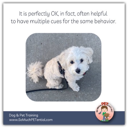 In dog training, can you use multiple cues for the same behavior? It is not only perfectly OK to teach multiple cues for the same behavior, it can be very helpful.