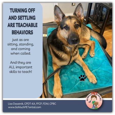 Teaching your dog to settle is a valuable lesson. Learn how in this dog training blog post. 