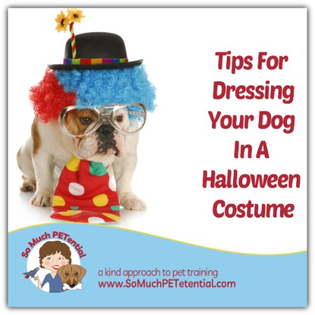 Safety Tips For Dressing Your Dog In A Halloween Costume