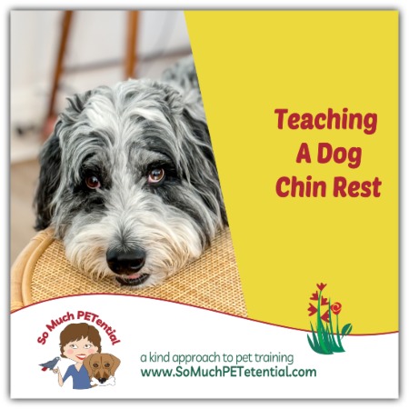 There are so many benefits to teaching your dog chin rest. Fear Free cooperative care and lowering arousal are among them. However, if you have already trained your dog to do a strong hand touch or nose targeting behavior, it can complicate this dog training lesson. No worries! It just means thinking creatively to problem solve. In this blog post, you will learn more why and how to train your dog chin rest.