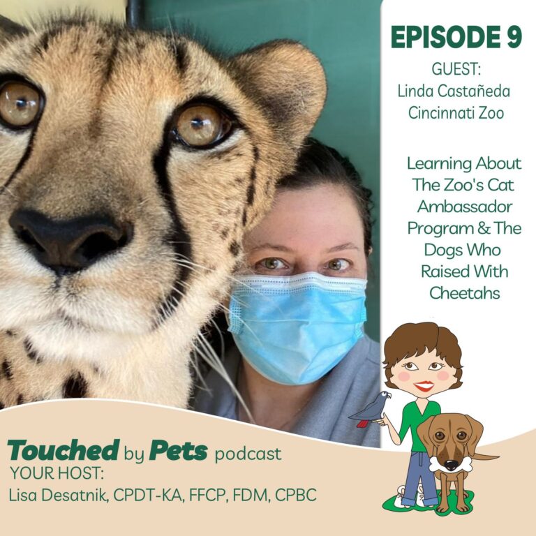 Episode 9: Learning about the Cincinnati Zoo’s cat ambassador program and the dogs who are raised with cheetahs