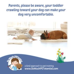 For parents: managing your crawling baby and your family dog. Parenting tips to help you have harmony when your home includes a dog, baby or toddler.