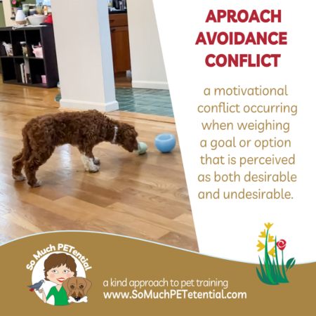 If your dog or puppy experiences approach avoidance conflict, she may be curious but afraid at the same time. It is a stressful place to be.