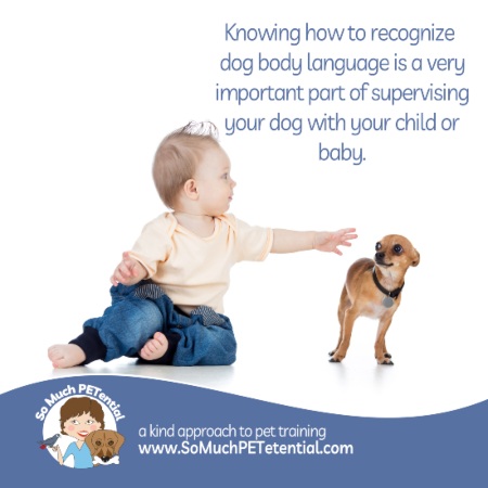 Photo of a toddler reaching for a small dog. Understanding your dog’s dog stress signals is important to prevent dog bites, especially when your family includes a newborn baby, toddler, or child.