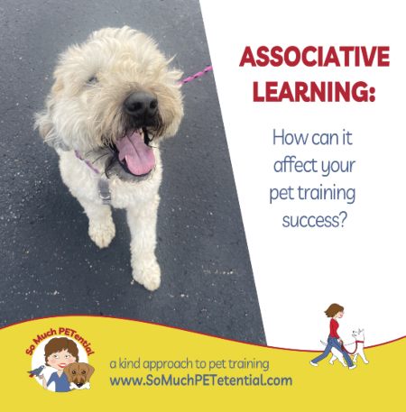 Associative learning. What is it and how can understanding it help you to have a ‘better behaved’ pet? How does associative learning impact your success in dog training, parrot training or other pet training?