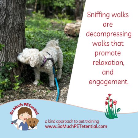 Dog sniffing walks are decompressing walks that promote relaxation and engagement. Photo shows my dog, a maltipoo, one of his sniffing walks.