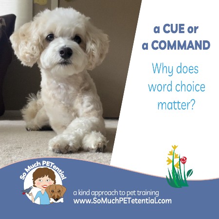 In dog training: a cue or a command. Why does word choice matter? Photo: Lisa Desatnik's maltipoo dog lays crossing his paws. Her dog training cue for this behavior is 'cross'.