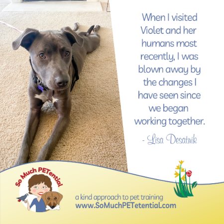 This rescue dog inspires hope for other rescue dog adopters. Violet is a Pitbull mix. Her humans reached out to Certified Dog Trainer Lisa Desatnik for support. This is her story of going from struggling with anxiety-rooted reactivity to living a fulfilling life. 