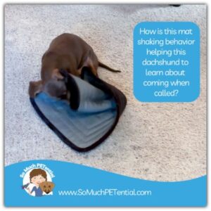 How shaking his mat helped teach this dachshund dog to come when called.