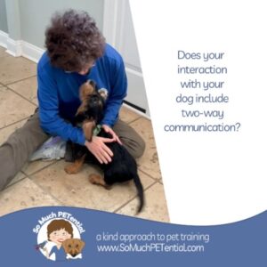 Cincinnati dog trainer Lisa Desatnik interacting with a wire-haired dachshund puppy.