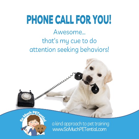 Your phone call can be a cue for your dog to do attention seeking behaviors. Dog training tips for changing your dogs behaviors.
