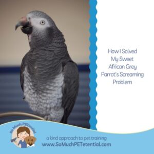 How I solved my African Grey parrot screaming problem.