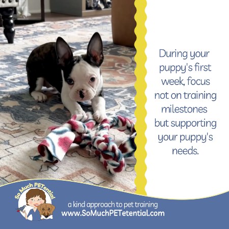 During your puppy's first week, focus less on puppy training milestones and more on meeting your puppy's needs. pictured: a Cincinnati puppy with a tug toy