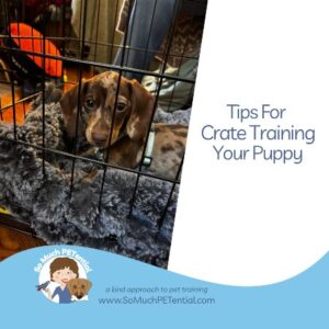 Crate training your puppy can begin early so long as your goal is to teach your puppy her crate is a comfortable, cozy, safe place to relax and sleep. Pictured: a Symmes Township, Ohio, miniature dachshund puppy resting in her crate.