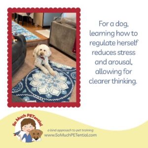 For a dog, learning how to regulate herself reduces stress and arousal, allowing for clearer thinking. A tether can help teach your dog to regulate and settle. Photo: Blue Ash, Ohio, standard poodle learning to settle while being tethered to a post.