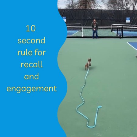 10 Second Rule For Teaching Your Dog Recall