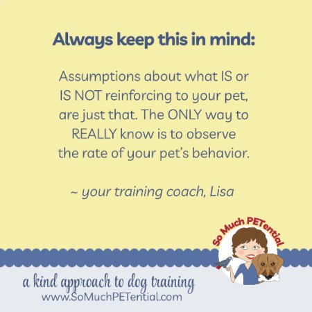 A dog training tip: assumptions about what is and is not positive reinforcement for your pet can be wrong.