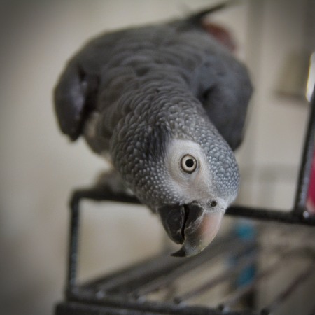 Barnaby is my African Grey parrot. 