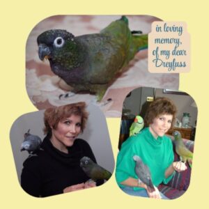 In loving memory of my pet bird, Dreyfuss, a maximilian pionus