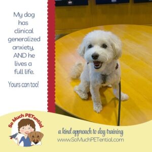When I tell people my dog, Dawson, has generalized anxiety, I often hear back, ‘he just seems like a happy boy’. That makes me smile. REALLY smile. This is my dog's story.
