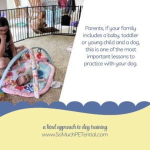 Parents, if your family includes a baby, toddler or young child and a dog, this is one of the most important lessons to practice with your dog. Dog Success Stations (coined by my teacher/mentor Jen Shryock of Family Paws) prevent problem behaviors BEFORE those behaviors become a THING.