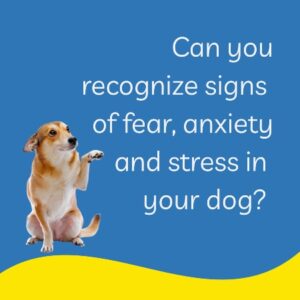 Can you recognize signs of fear, anxiety and stress in your dog?