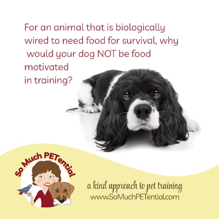 For an animal that is biologically wired to need food for survival, why would your dog not be food motivated in training? Some reasons are in this blog post. 
